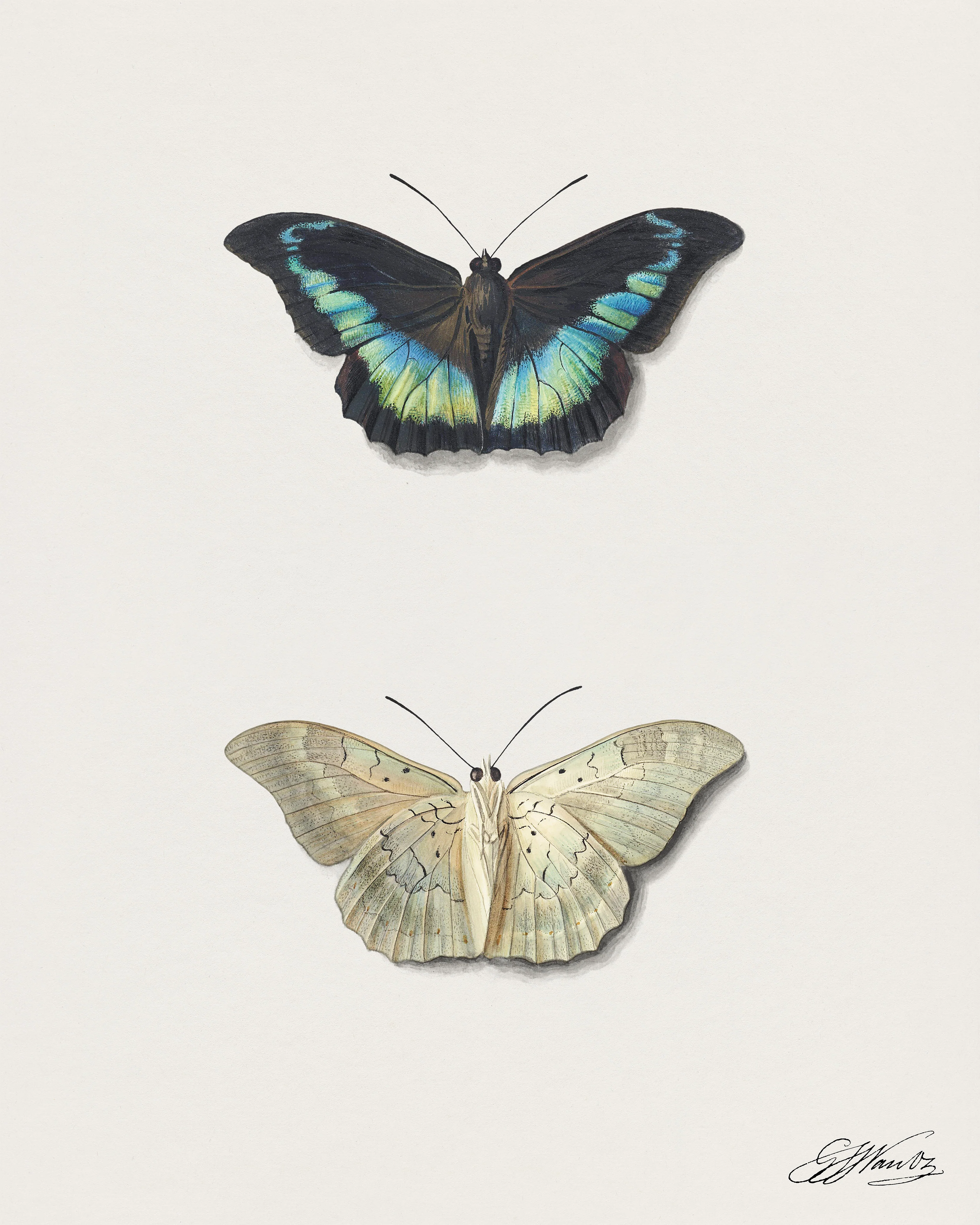 Boven- en onderaanzicht van een vlinder by Georgius Jacobus Johannes van Os (1782–1861)