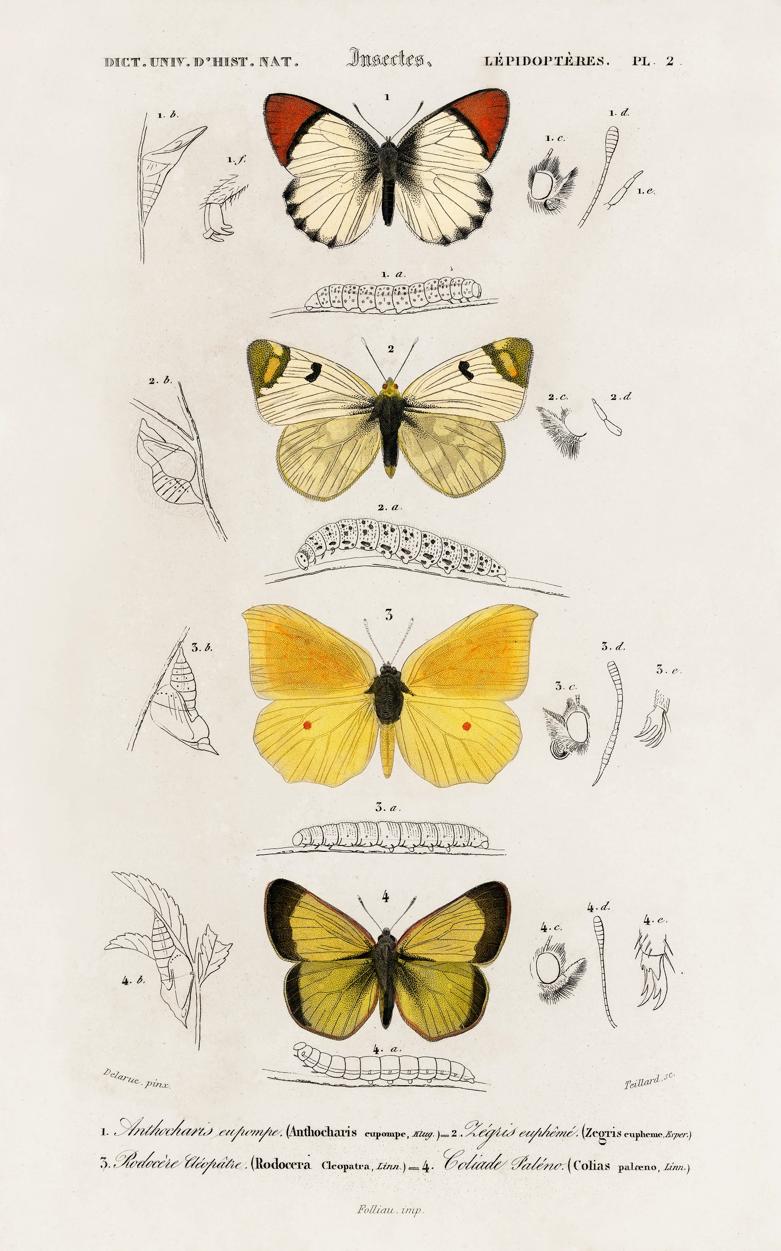 Different types of butterfly illustrated by Charles Dessalines D' Orbigny (1806-1876)