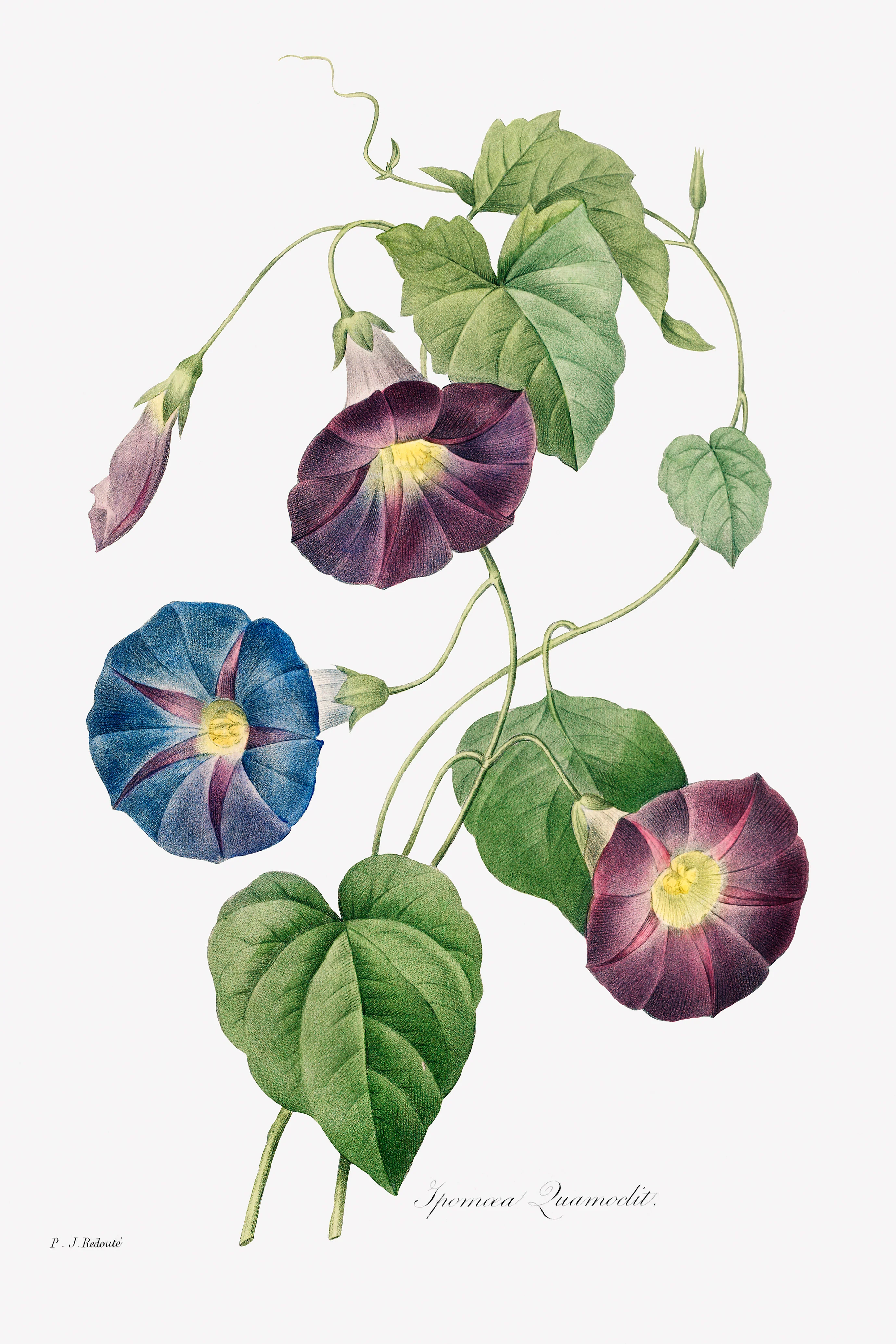 Star-glory Morning–glory (1827) by Pierre-Joseph Redouté and Henry Joseph Redouté