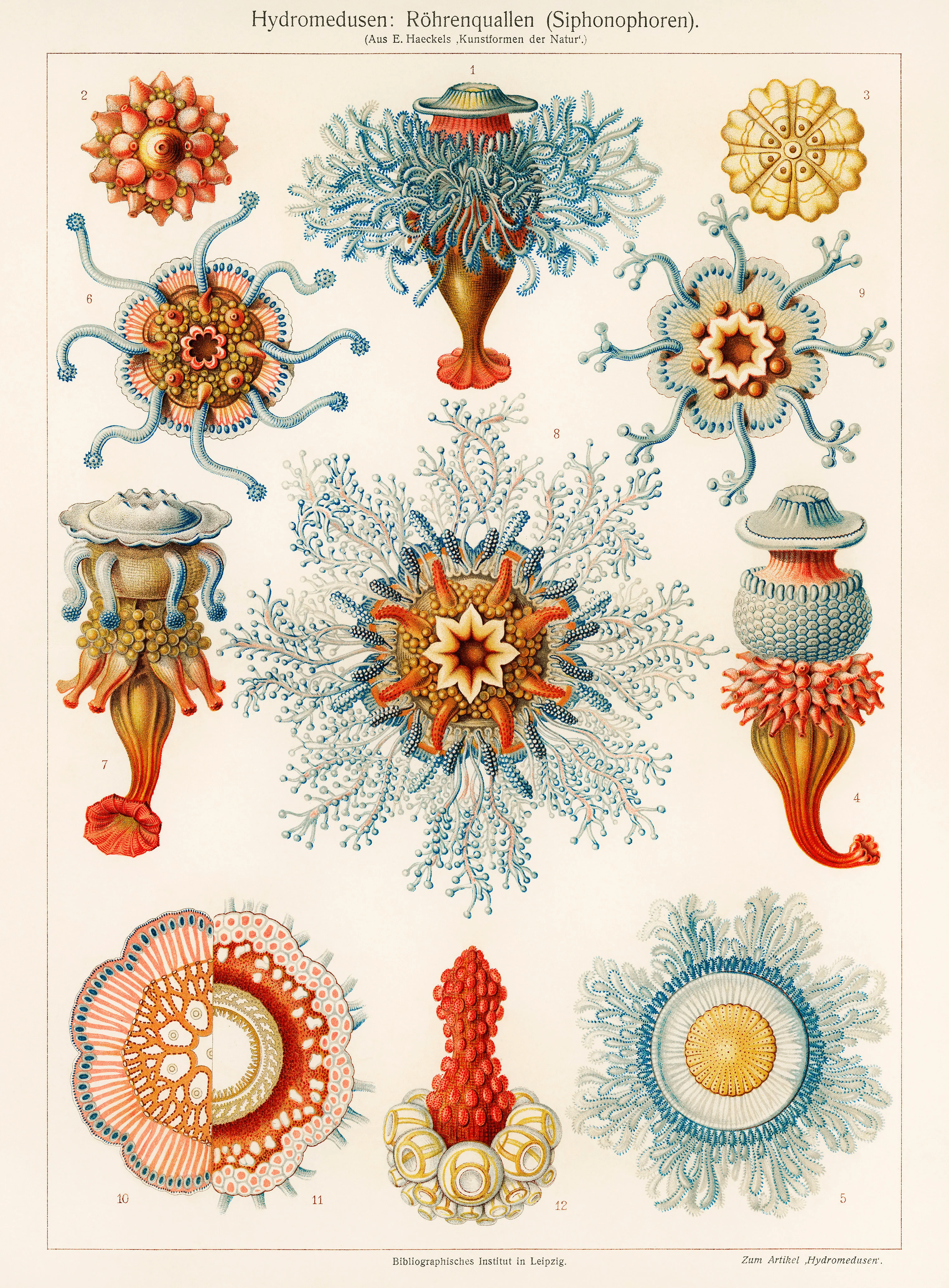 Vintage jellyfish illustration wall art print and poster design remix from original artwork
